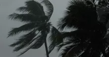 palmeras durante un huracán